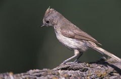Oak Titmouse